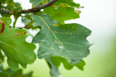 Stiel-Eiche Quercus robur Mehrstämmig 200-250 T Quercus robur Mehrstämmig 200-250