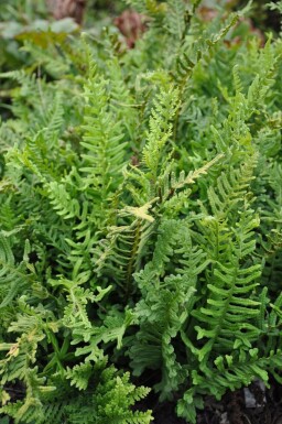 Gemeiner Tüpfelfarn Polypodium vulgare 5-10 Topf 9x9 cm (P9) Polypodium vulgare