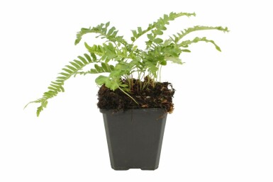 Gemeiner Tüpfelfarn Polypodium vulgare 5-10 Topf 9x9 cm (P9) Polypodium vulgare