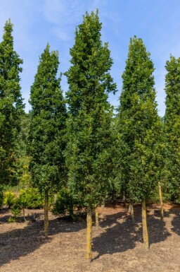 Sommer-Eiche Quercus robur 'Fastigiate Koster' Quercus robur 'Fastigiate Koster'