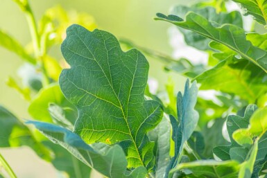 Sommer-Eiche Quercus robur 'Fastigiate Koster' Quercus robur 'Fastigiate Koster'