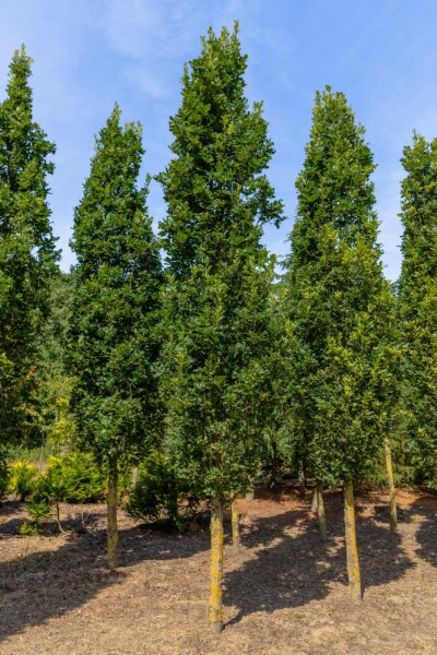 Sommer-Eiche Quercus robur 'Fastigiate Koster' Hochstamm Stammumfang 20-25 T Quercus robur 'Fastigiate Koster' Hochstamm 20/25