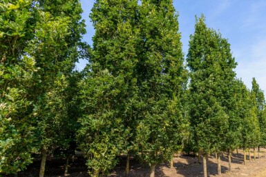 Sommer-Eiche Quercus robur 'Fastigiate Koster' Hochstamm Quercus robur 'Fastigiate Koster' Hochstamm