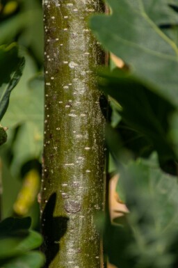 Sommer-Eiche Quercus robur 'Fastigiate Koster' Hochstamm Stammumfang 20-25 T Quercus robur 'Fastigiate Koster' Hochstamm 20/25