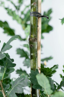 Sommer-Eiche Quercus robur 'Fastigiate Koster' Hochstamm Stammumfang 20-25 T Quercus robur 'Fastigiate Koster' Hochstamm 20/25