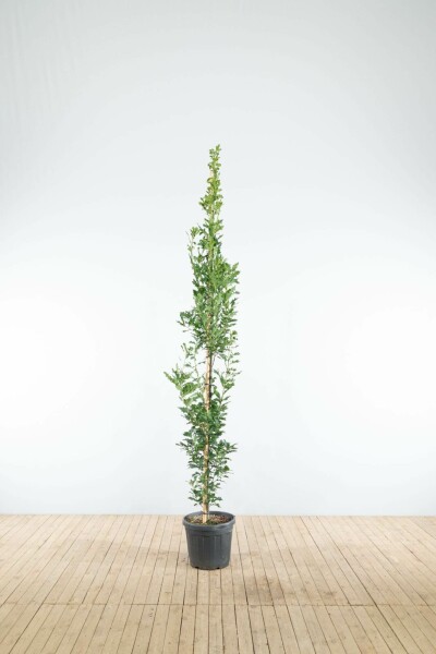 Sommer-Eiche Quercus robur 'Fastigiate Koster' Stammbusch Stammumfang 12-14 T Quercus robur 'Fastigiate Koster' Stammbusch 12/14