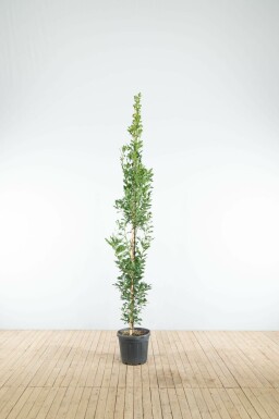 Sommer-Eiche Quercus robur 'Fastigiate Koster' Stammbusch Quercus robur 'Fastigiate Koster' Stammbusch