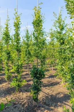 Sommer-Eiche Quercus robur 'Fastigiate Koster' Stammbusch Quercus robur 'Fastigiate Koster' Stammbusch