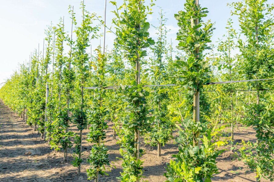 Sommer-Eiche Quercus robur 'Fastigiate Koster' Stammbusch Stammumfang 12-14 T Quercus robur 'Fastigiate Koster' Stammbusch 12/14
