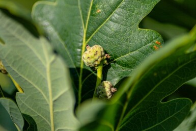 Sommer-Eiche Quercus robur 'Fastigiate Koster' Stammbusch Stammumfang 12-14 T Quercus robur 'Fastigiate Koster' Stammbusch 12/14