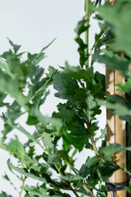 Sommer-Eiche Quercus robur 'Fastigiate Koster' Stammbusch Stammumfang 12-14 T Quercus robur 'Fastigiate Koster' Stammbusch 12/14