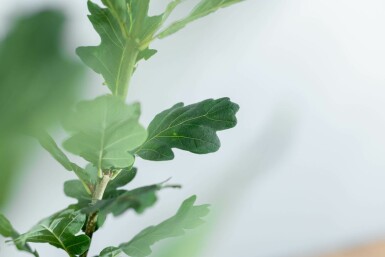 Sommer-Eiche Quercus robur 'Fastigiate Koster' Stammbusch Stammumfang 12-14 T Quercus robur 'Fastigiate Koster' Stammbusch 12/14