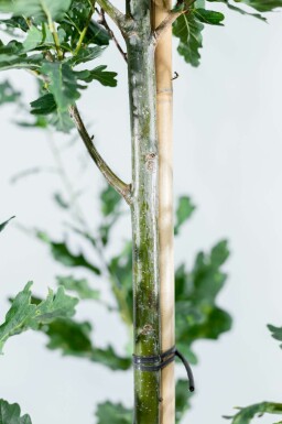 Sommer-Eiche Quercus robur 'Fastigiate Koster' Stammbusch Stammumfang 12-14 T Quercus robur 'Fastigiate Koster' Stammbusch 12/14