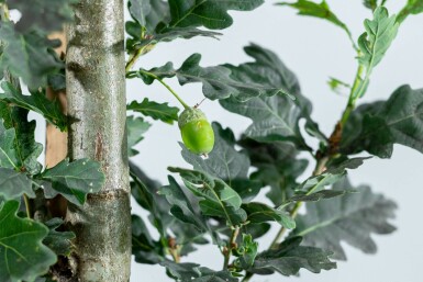 Sommer-Eiche Quercus robur 'Fastigiate Koster' Stammbusch Stammumfang 12-14 T Quercus robur 'Fastigiate Koster' Stammbusch 12/14