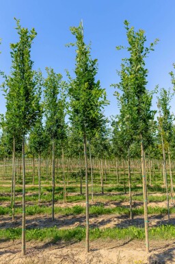 Säulen-Eiche Quercus robur 'Fastigiata' Quercus robur 'Fastigiata'
