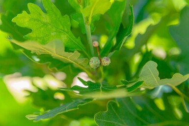 Säulen-Eiche Quercus robur 'Fastigiata' Quercus robur 'Fastigiata'