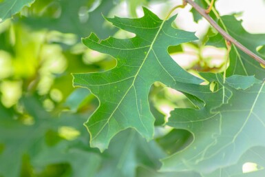 Amerikanische Roteiche Quercus rubra Quercus rubra