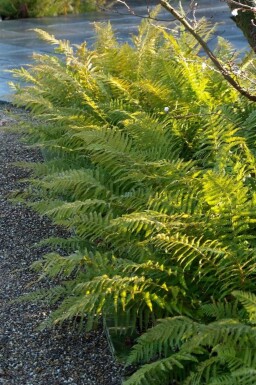 Weicher Schildfarn Polystichum setiferum 5-10 Topf 9x9 cm (P9) Polystichum setiferum