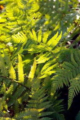 Weicher Schildfarn Polystichum setiferum 5-10 Topf 9x9 cm (P9) Polystichum setiferum