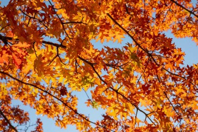 Amerikanische Roteiche Quercus rubra Hochstamm Stammumfang 20-25 T Quercus rubra Hochstamm 20/25