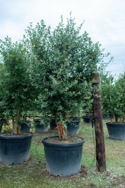 Amerikanische Roteiche Quercus rubra Mehrstämmig Quercus rubra Mehrstämmig
