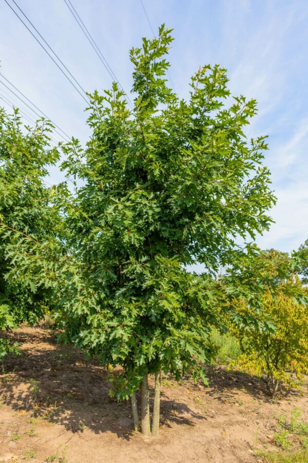 Amerikanische Roteiche Quercus rubra Mehrstämmig 200-250 T Quercus rubra Mehrstämmig 200-250