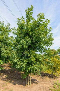 Amerikanische Roteiche Quercus rubra Mehrstämmig Quercus rubra Mehrstämmig