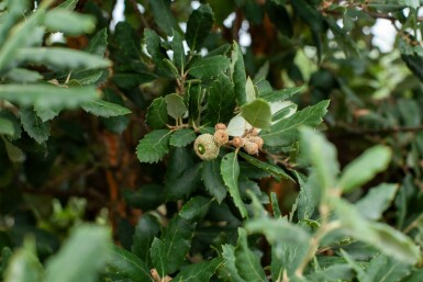 Amerikanische Roteiche Quercus rubra Mehrstämmig 200-250 T Quercus rubra Mehrstämmig 200-250