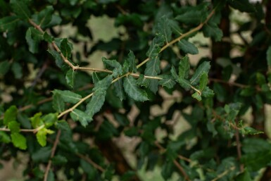 Amerikanische Roteiche Quercus rubra Mehrstämmig 200-250 T Quercus rubra Mehrstämmig 200-250