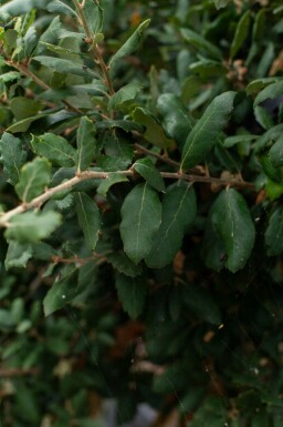 Amerikanische Roteiche Quercus rubra Mehrstämmig 200-250 T Quercus rubra Mehrstämmig 200-250