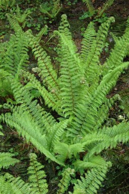 Flacher Filigranfarn Polystichum setiferum 'Herrenhaus' 5-10 Topf 9x9 cm (P9)