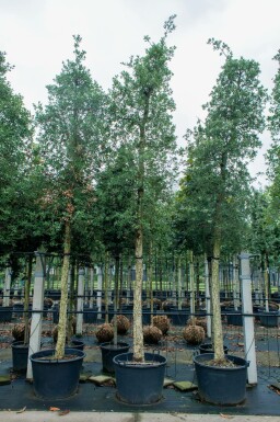 Kork-Eiche Quercus suber Quercus suber