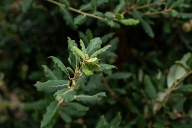 Kork-Eiche Quercus suber Hochstamm Quercus suber Hochstamm