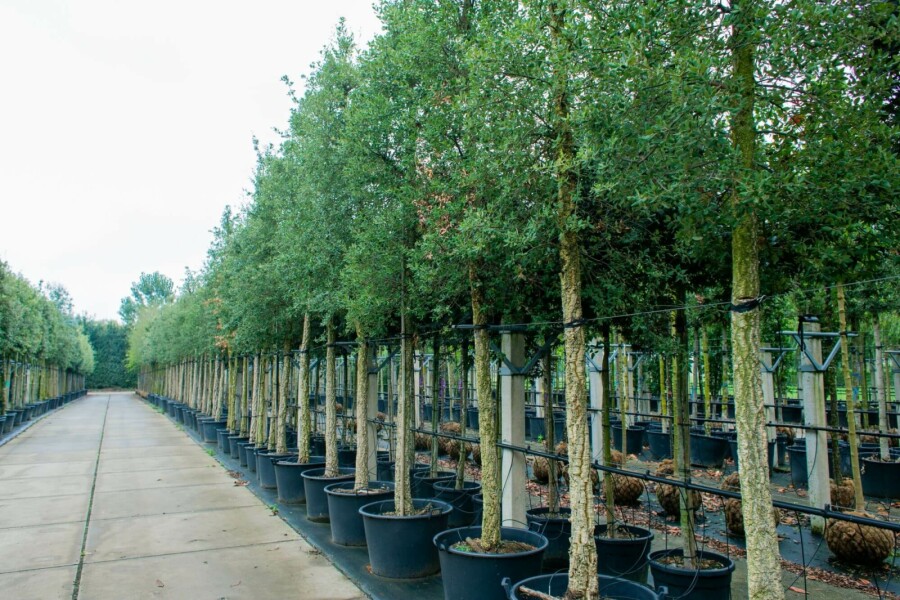 Kork-Eiche Quercus suber Hochstamm Stammumfang 12-14 T Quercus suber Hochstamm 12/14