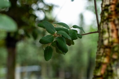 Kork-Eiche Quercus suber Hochstamm Stammumfang 12-14 T Quercus suber Hochstamm 12/14