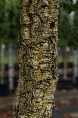 Kork-Eiche Quercus suber Hochstamm Stammumfang 12-14 T Quercus suber Hochstamm 12/14