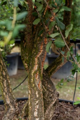 Kork-Eiche Quercus suber Hochstamm Stammumfang 12-14 T Quercus suber Hochstamm 12/14