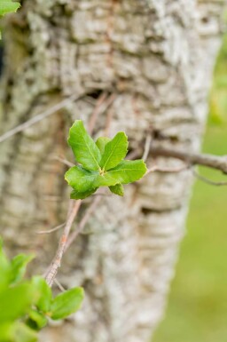 Kork-Eiche Quercus suber Mehrstämmig Quercus suber Mehrstämmig