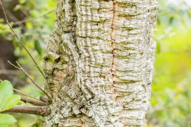 Kork-Eiche Quercus suber Mehrstämmig Quercus suber Mehrstämmig
