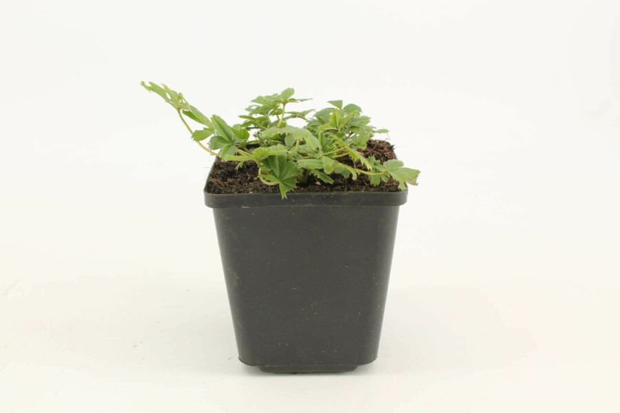 Gold-Fingerkraut Potentilla aurea 5-10 Topf 9x9 cm (P9) Potentilla aurea