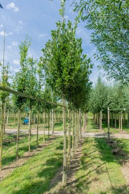 Eiche Quercus x warei 'Regal Prince' Hochstamm Quercus x warei 'Regal Prince' Hochstamm