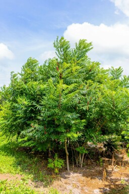 Essig-Baum Rhus typhina Rhus typhina