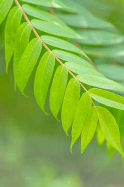 Essig-Baum Rhus typhina Rhus typhina