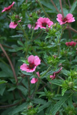 Fingerkraut Potentilla nepalensis 'Miss Willmott' 5-10 Topf 9x9 cm (P9) Potentilla nepalensis 'Miss Willmott'