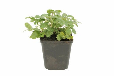 Fingerkraut Potentilla nepalensis 'Miss Willmott' 5-10 Topf 9x9 cm (P9) Potentilla nepalensis 'Miss Willmott'