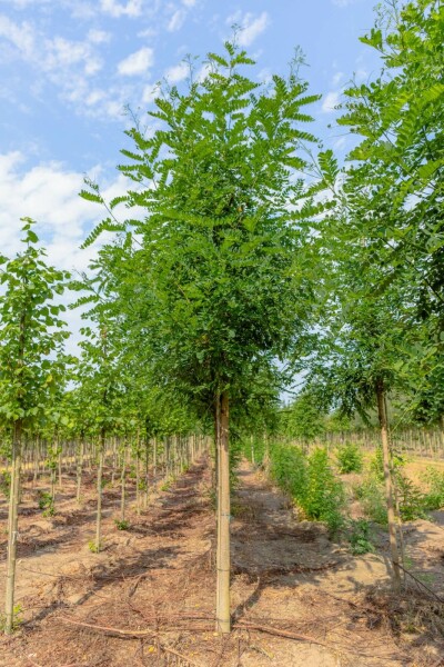 Robinien Robinia x margaretta 'Pink Cascade' Hochstamm Stammumfang 14-16 T Robinia x margaretta 'Pink Cascade' Hochstamm 14/16