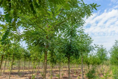 Robinien Robinia x margaretta 'Pink Cascade' Hochstamm Robinia x margaretta 'Pink Cascade' Hochstamm