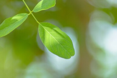 Robinien Robinia x margaretta 'Pink Cascade' Hochstamm Stammumfang 14-16 T Robinia x margaretta 'Pink Cascade' Hochstamm 14/16