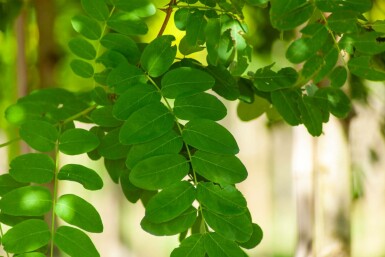 Silberregen Robinia pseudoacacia Robinia pseudoacacia