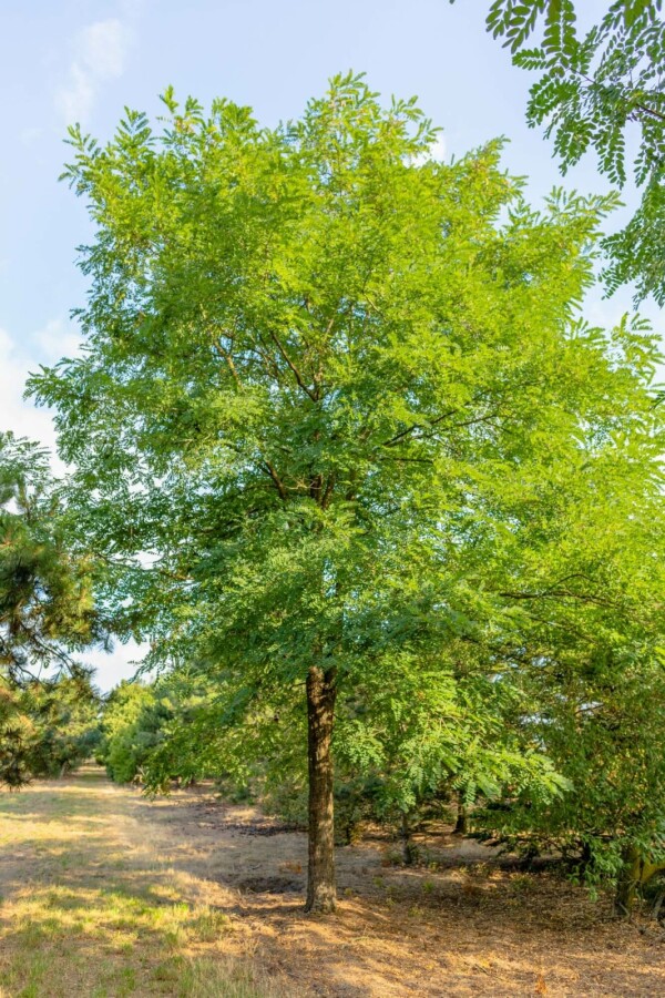 Silberregen Robinia pseudoacacia Hochstamm Stammumfang 14-16 T Robinia pseudoacacia Hochstamm 14/16